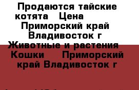 Продаются тайские котята › Цена ­ 2 000 - Приморский край, Владивосток г. Животные и растения » Кошки   . Приморский край,Владивосток г.